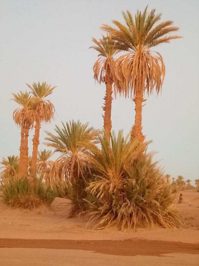 Sahara Peace Camp Hotell Zagora Eksteriør bilde